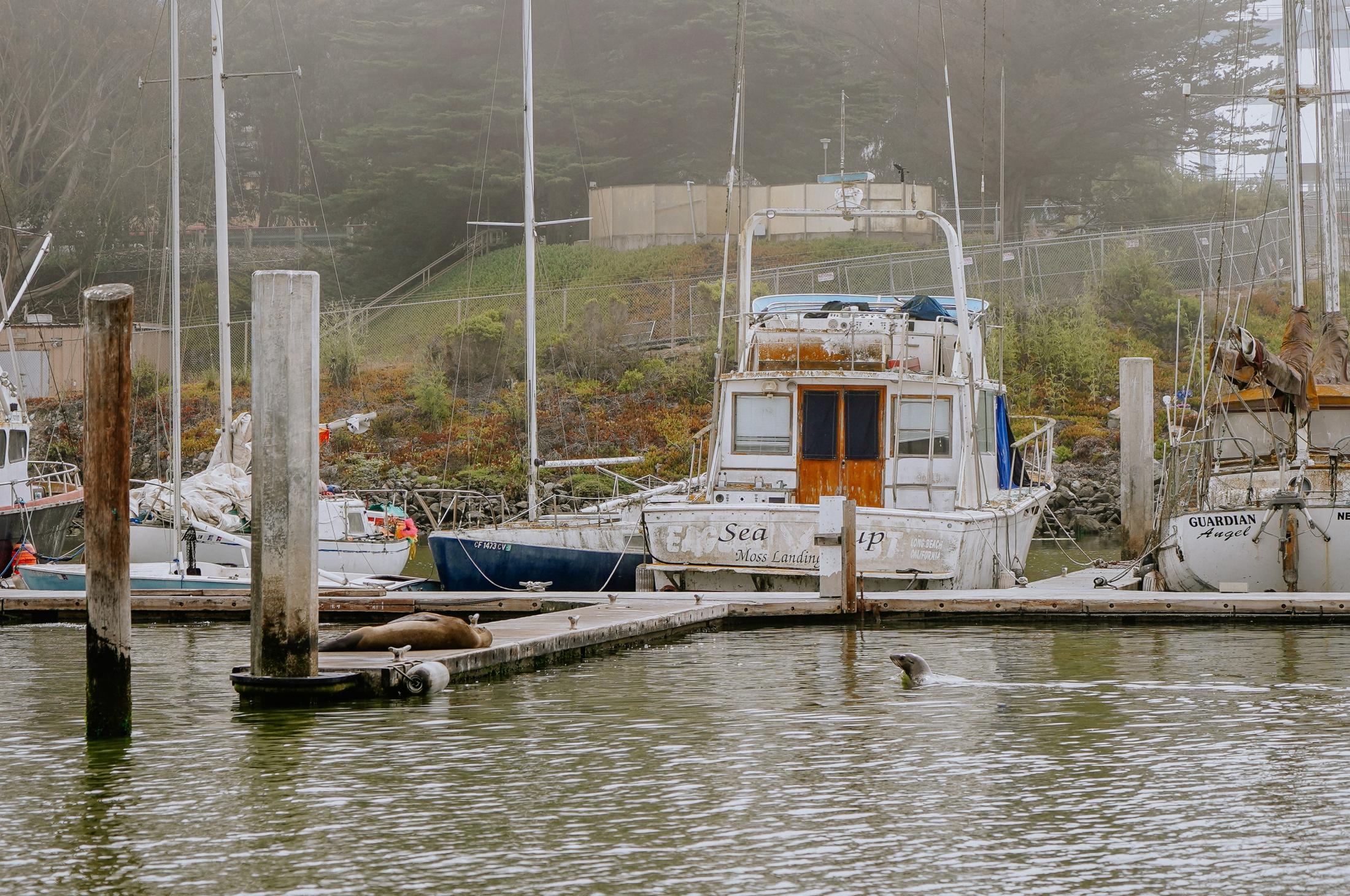 sea lion at elkhorn slough