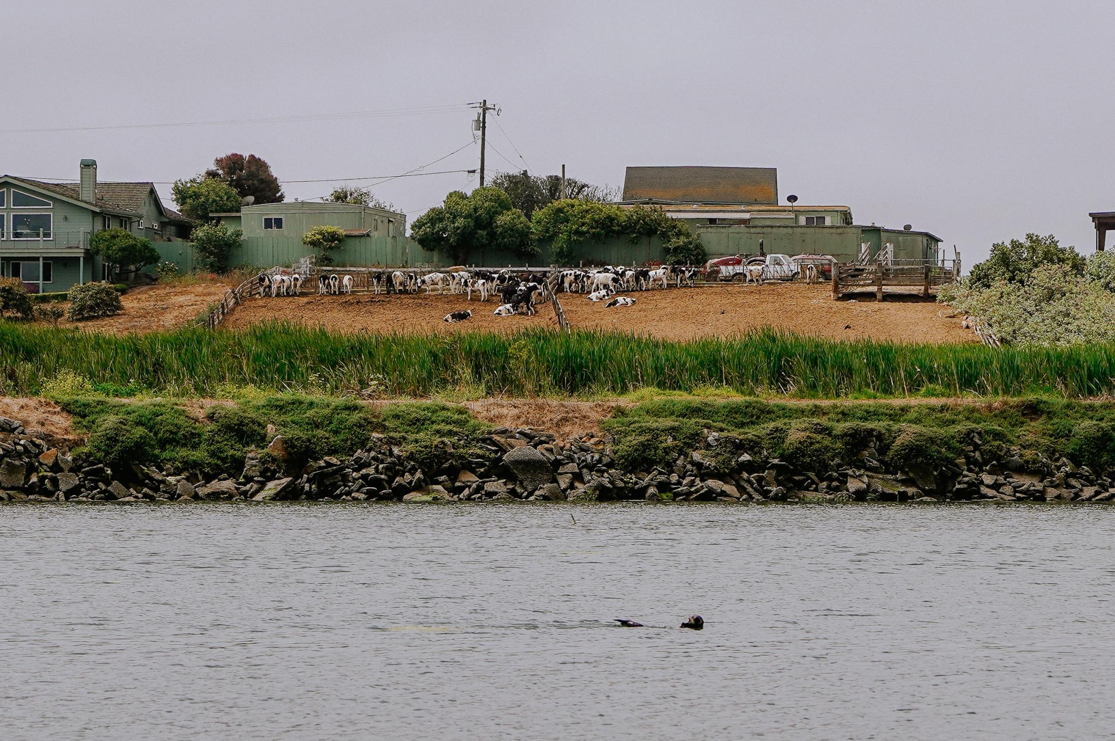 Sea otter next to dairy farm runoff