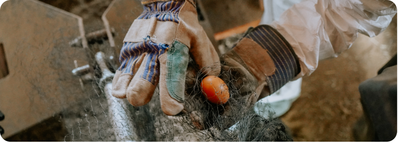 dyed egg in gloved hand