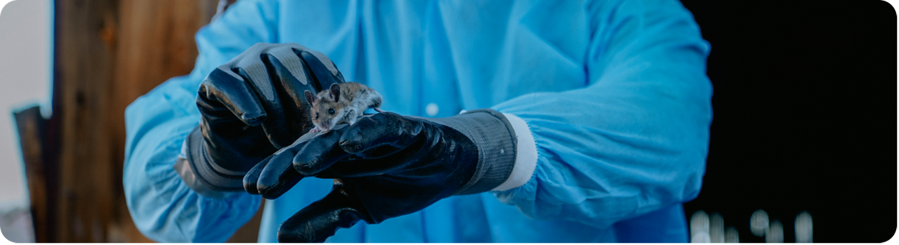 rodent on gloved hand