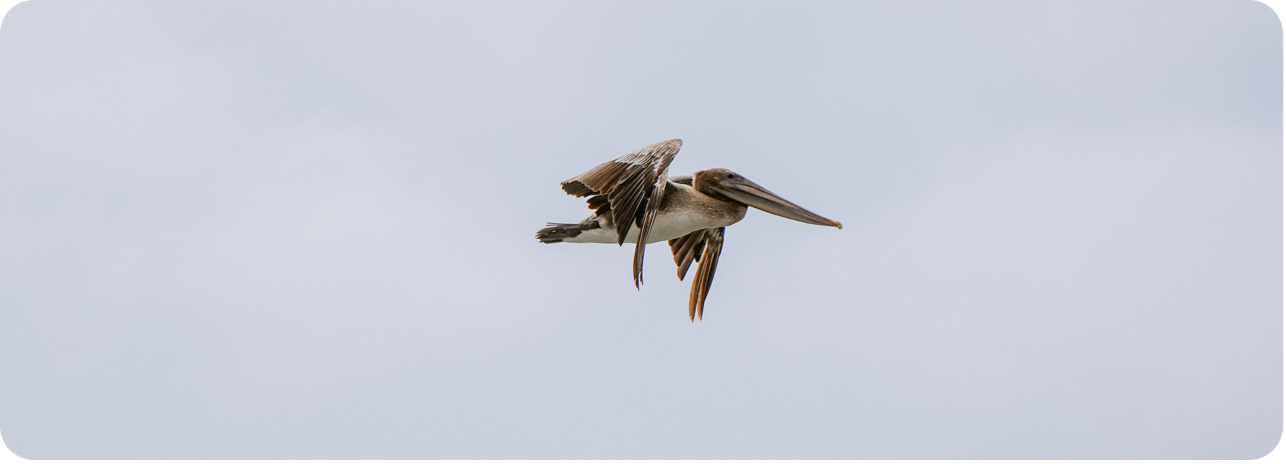 pelican flying over moss landing elkhorn slough