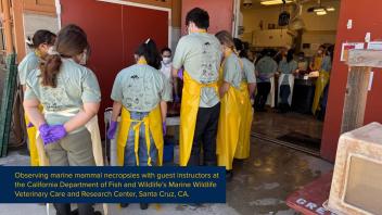 RxOH participants observing marine mammal necropsies