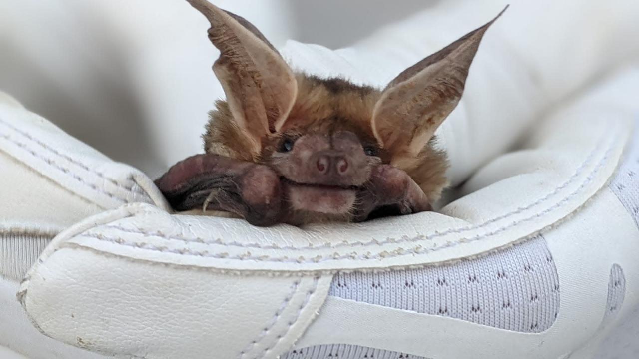 close up of bat
