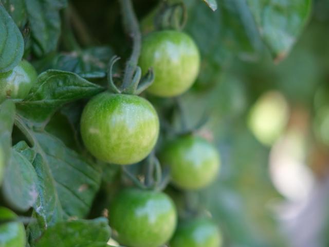 green tomatoes