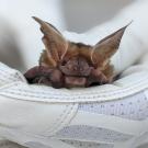 close up of bat