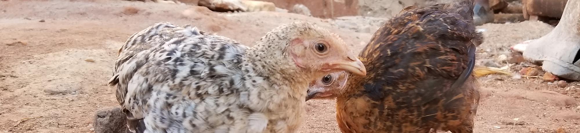 baby chickens in Tanzania