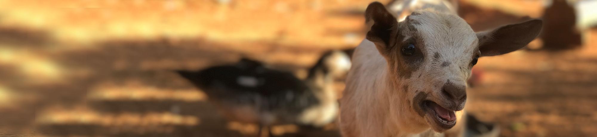 cute baby goat