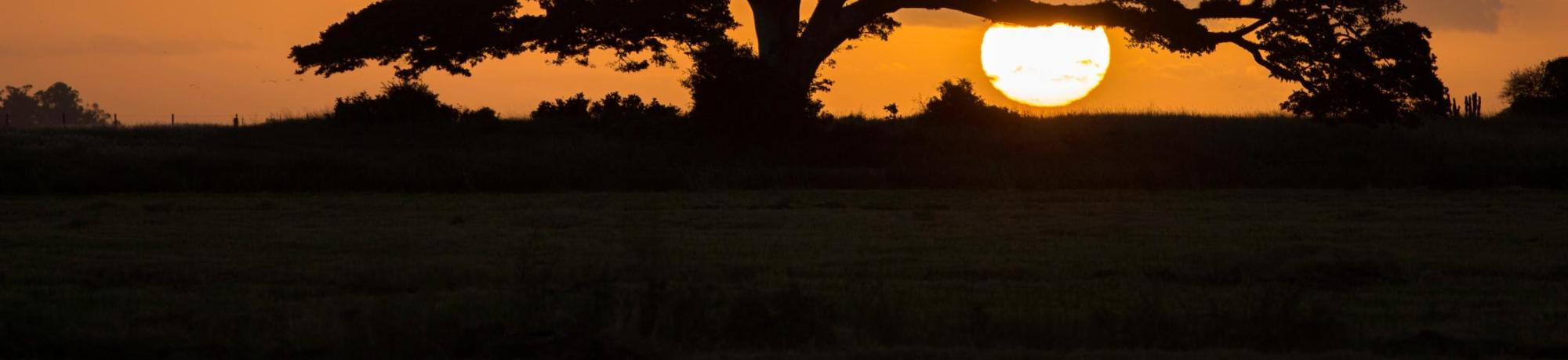Acacia Tree