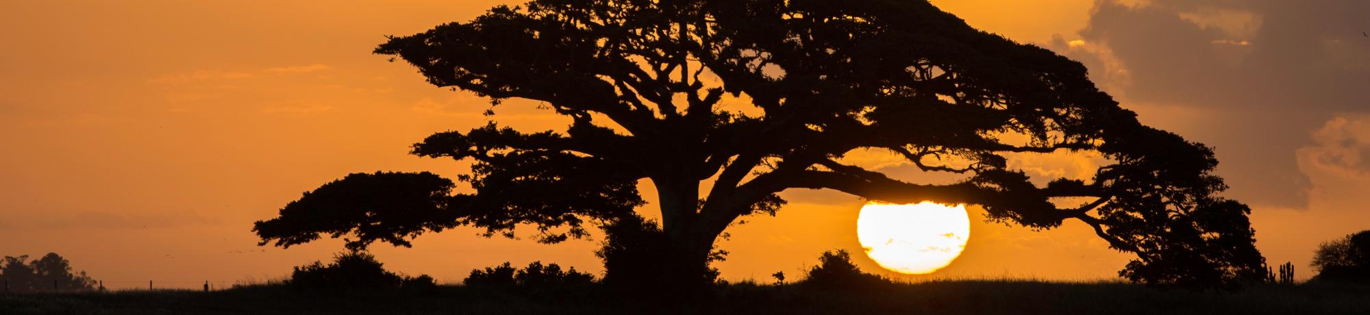 Acacia Tree