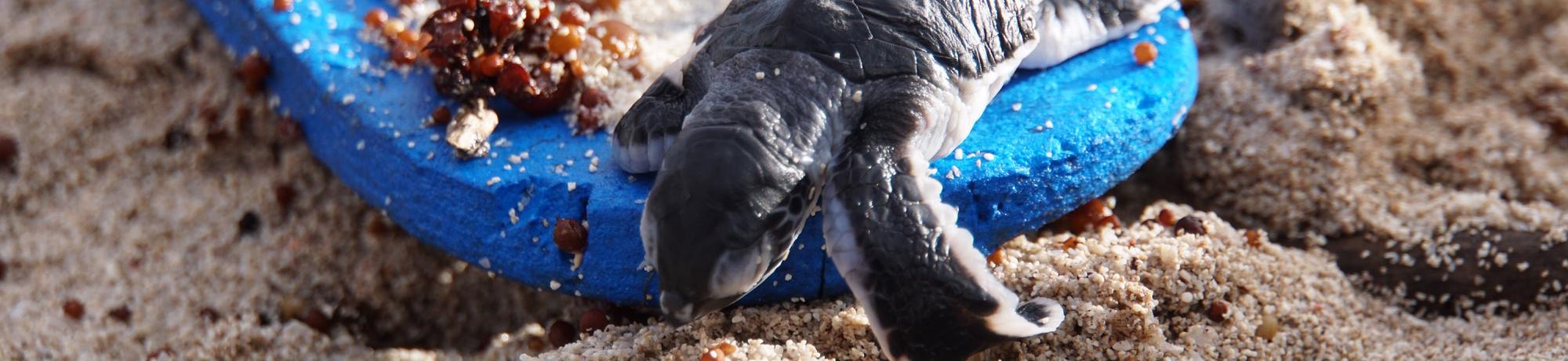 sea turtle flip flop